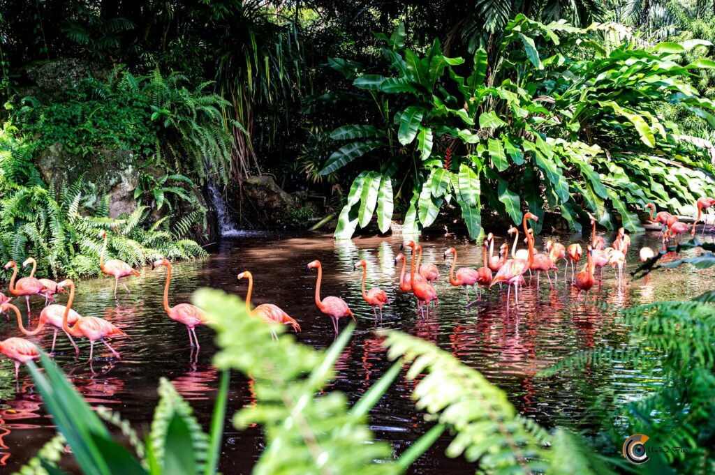 The Secret Garden at the Flamingo featuring lush greenery and colorful flowers. — unique wedding venues Las Vegas