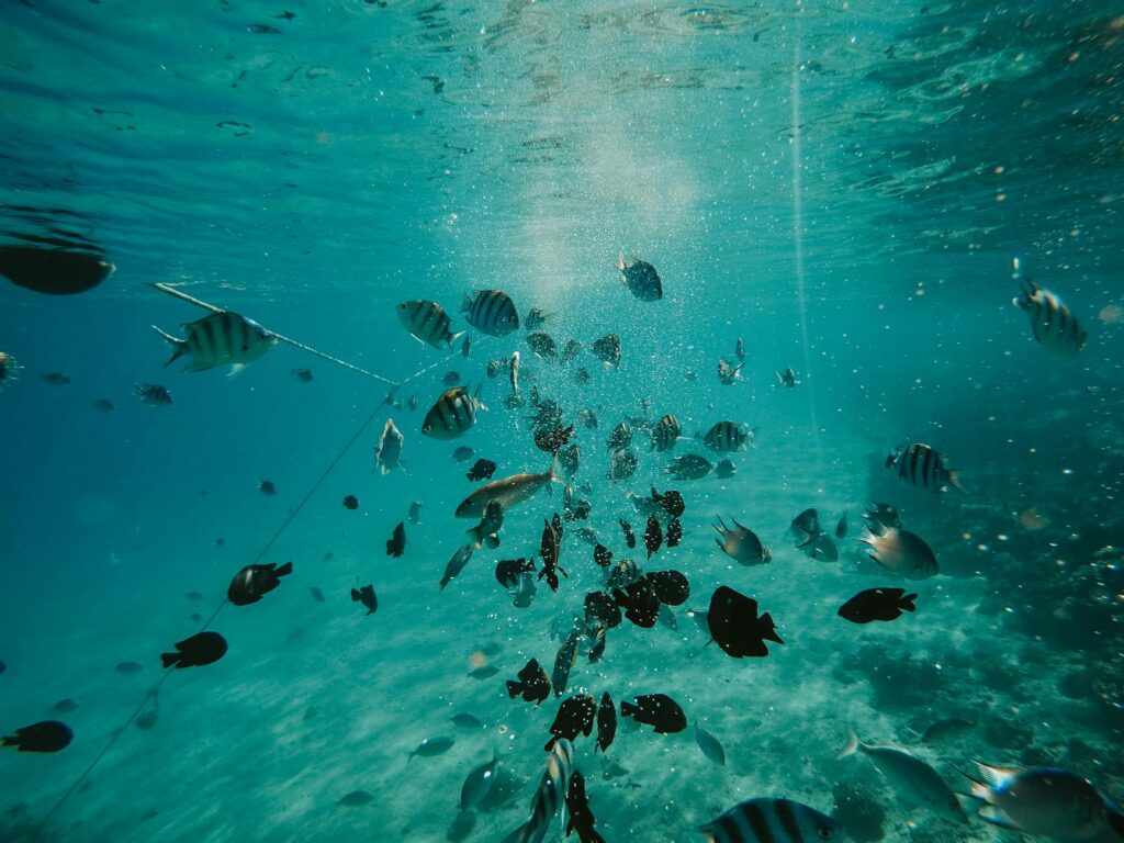 An underwater wedding ceremony with colorful fish swimming around the couple. — Las Vegas wedding packages