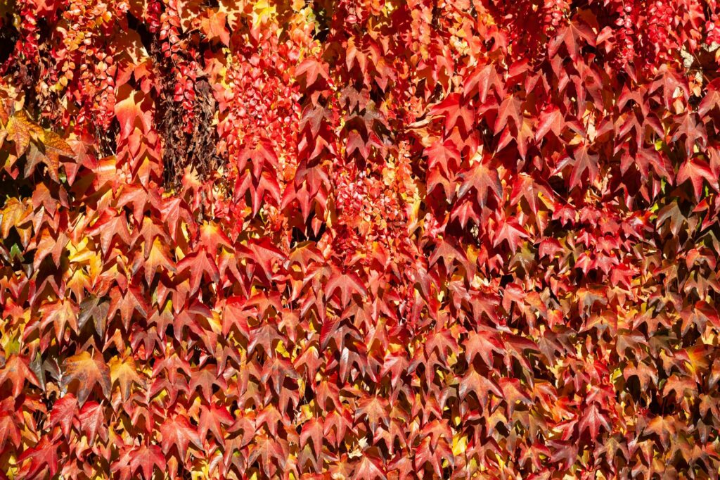 Stunning fall wedding decorations with autumn leaves in Las Vegas — best time to get married Las Vegas
