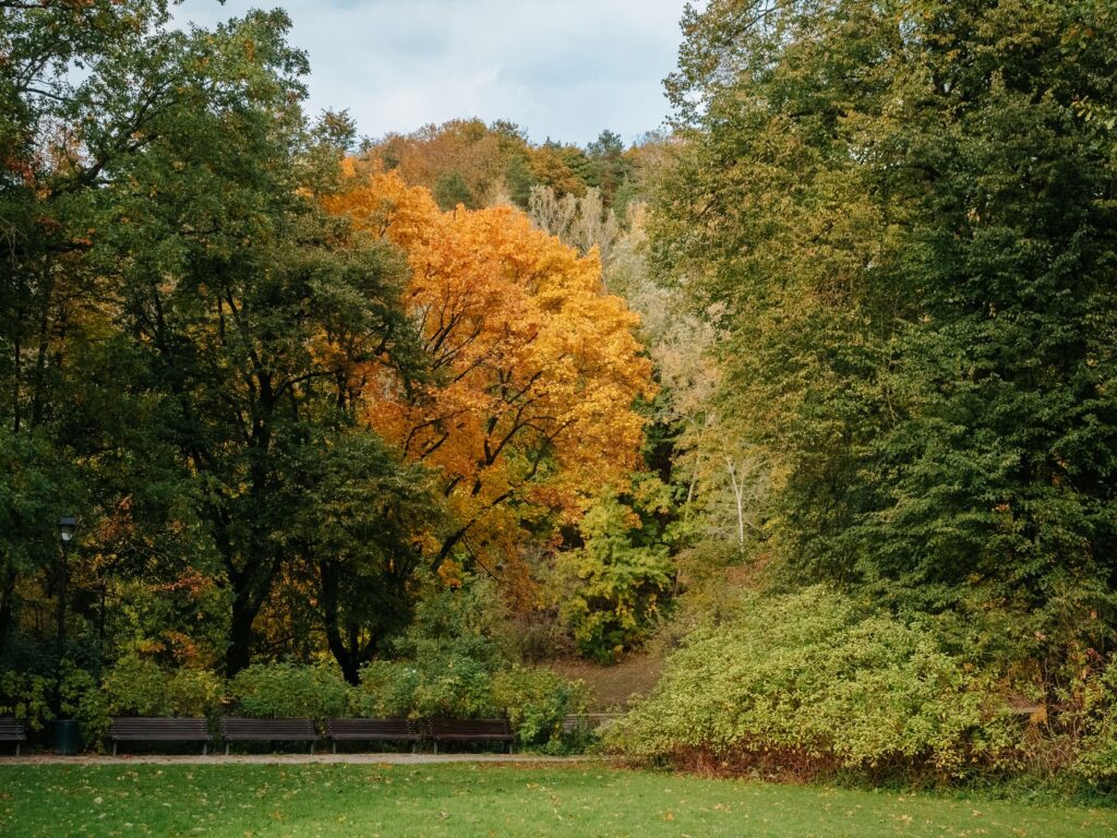 A picturesque fall wedding scene with colorful autumn leaves in the background. — best time for Vegas wedding
